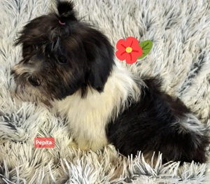 Törzskönyvezett szülőktől minőségi havanese kiskutyák  - kép 2