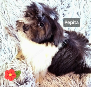 Törzskönyvezett szülőktől minőségi havanese kiskutyák  - kép 5