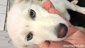 ingyen elvihető - kép 2