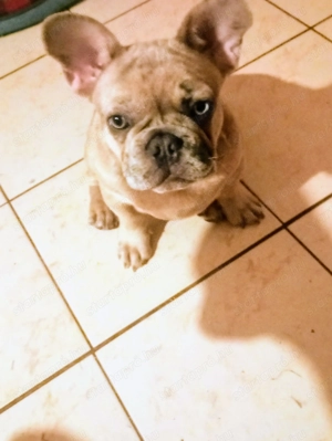 Francia bulldog  - kép 2