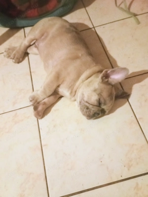 Francia bulldog  - kép 3