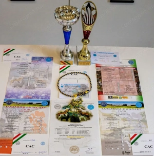 pomerániai törpespitz fedező kanok  - kép 4