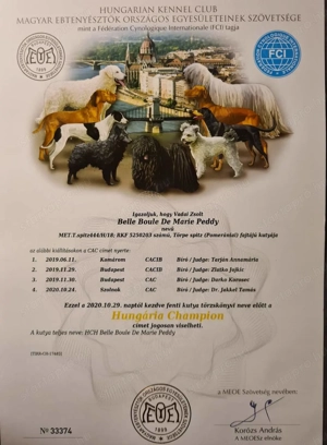 pomerániai törpespitz fedező kanok  - kép 6