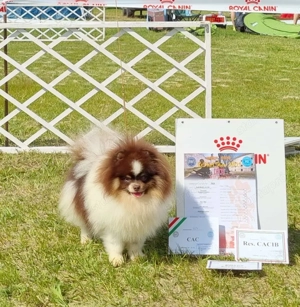 pomerániai törpespitz fedező kanok  - kép 5