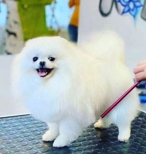 pomerániai törpespitz fedező kanok  - kép 2