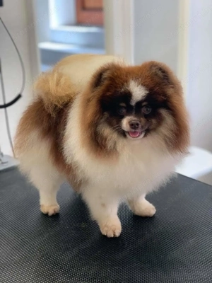 pomerániai törpespitz fedező kanok  - kép 7