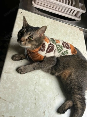 Ingyen elviheto cicak - kép 2