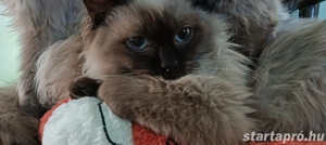 Ragdoll kiscicák lány és fiú, Seal point  - kép 5