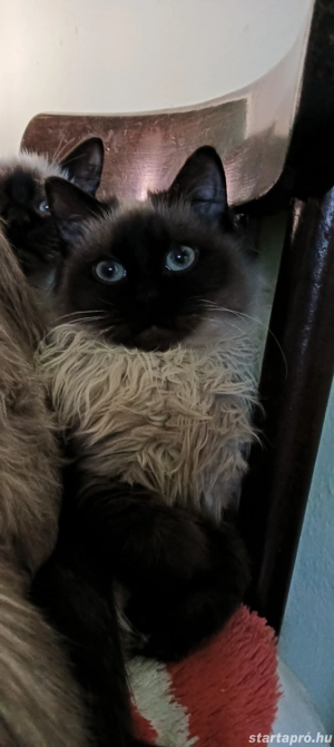 Ragdoll kiscicák lány és fiú, Seal point  - kép 4