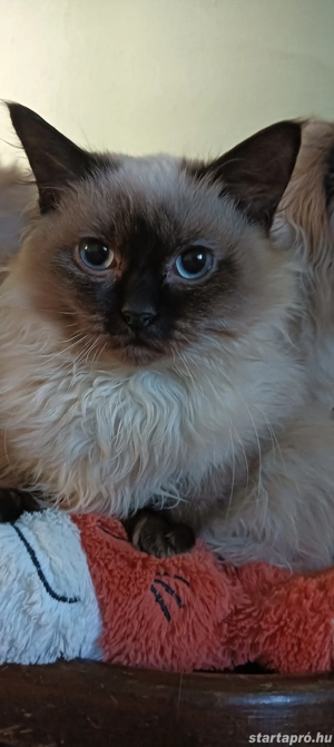 Ragdoll kiscicák lány és fiú, Seal point  - kép 3