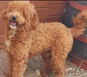 Uszkár eladó Cegl dbercel  - kép 2