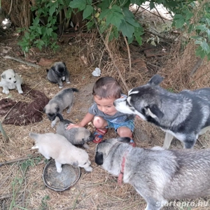 husky kölykók - kép 4