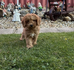 Törpe uszkár kisfiú gazdiját keresi  - kép 2