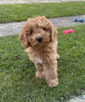 Törpe uszkár kisfiú gazdiját keresi  - kép 3