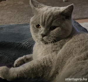 Brit kandúr - kép 2