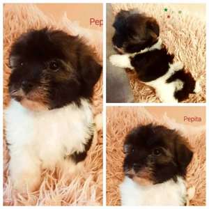 Törzskönyvezett szülőktől minőségi havanese kiskutyák 
