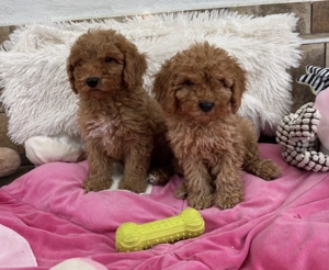 Törpe uszkár kisfiúk gazdijaikat keresik Pudel  - kép 2