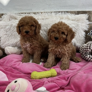 Törpe uszkár kisfiúk gazdijaikat keresik Pudel  - kép 4