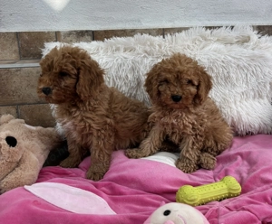 Törpe uszkár kisfiúk gazdijaikat keresik Pudel  - kép 3