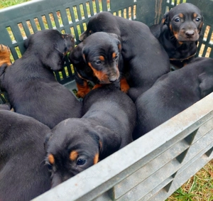 Tacskó kiskutyák eladók