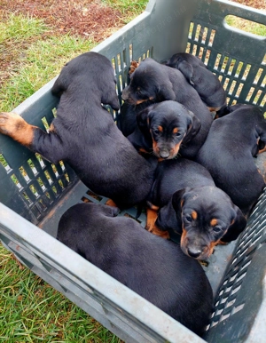 Tacskó kiskutyák eladók - kép 2