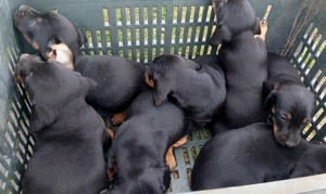 Tacskó kiskutyák eladók - kép 3