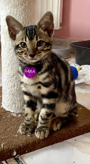 Törzskönyvezett Bengáli macska gazdit keres