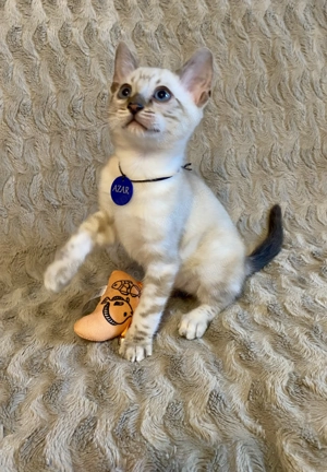 Törzskönyvezett Bengáli macska gazdit keres - kép 4