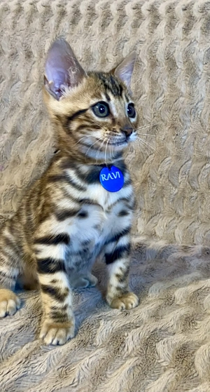 Törzskönyvezett Bengáli macska gazdit keres - kép 3