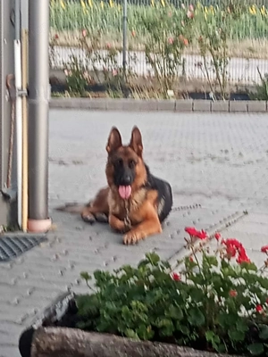 Német juhász szuka elvihető