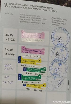 Tacskó kan eladó - kép 3