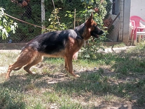 Német juhász szuka elvihető - kép 2