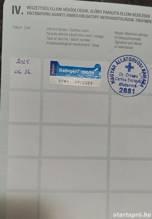 Tacskó kan eladó - kép 4