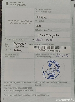 Tacskó kan eladó - kép 2