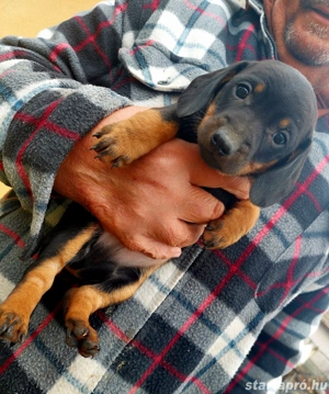 Tacskó kiskutyák eladók - kép 4