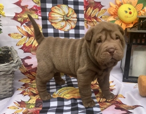 Sharpei szuka kölyök 
