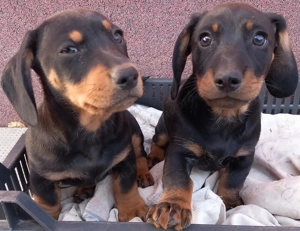 Tacskó kiskutyák eladók