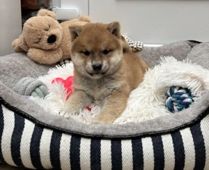 Shiba inu kisfiú gazdiját keresi 