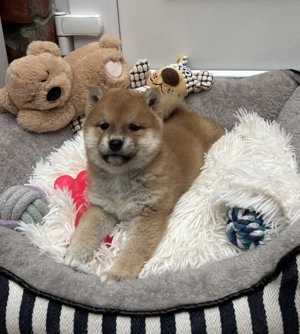 Shiba inu kisfiú gazdiját keresi  - kép 2