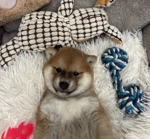 Shiba inu kisfiú gazdiját keresi  - kép 4