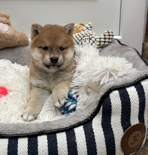 Shiba inu kisfiú gazdiját keresi  - kép 3
