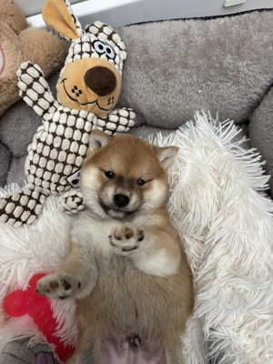 Shiba inu kisfiú gazdiját keresi  - kép 5