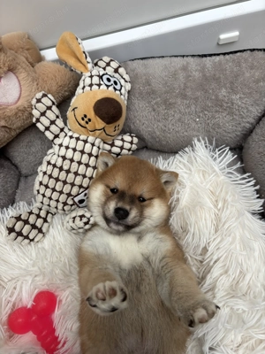 Shiba inu kisfiú gazdiját keresi  - kép 6