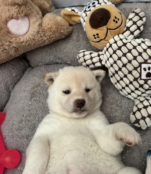 Shiba inu krém kislány gazdiját keresi  - kép 4