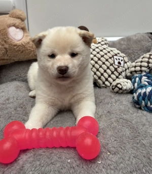 Shiba inu krém kislány gazdiját keresi  - kép 3