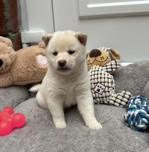 Shiba inu krém kislány gazdiját keresi  - kép 2