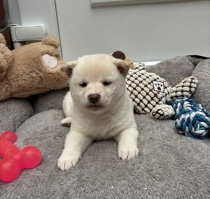 Shiba inu krém kislány gazdiját keresi  - kép 5