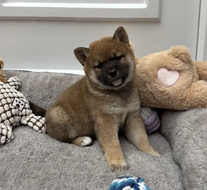Shiba inu vörös kislány gazdiját keresi  - kép 4