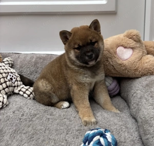 Shiba inu vörös kislány gazdiját keresi  - kép 2