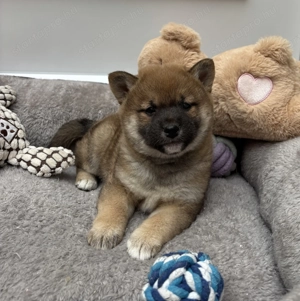 Shiba inu vörös kislány gazdiját keresi  - kép 3